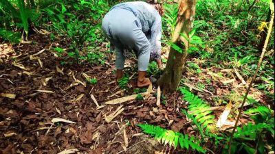 Fucking in the jungle with girlfriend,with clear dirty talking