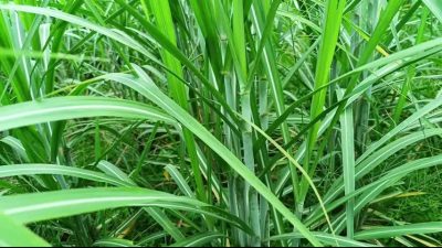 hot stepsister does not mind sharing her boyfriend with her stepsister