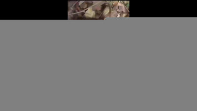 Cute girl shaved PUSSY Fucked in jungle,moaning