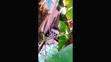 Myd pk telgram download video colection85202566