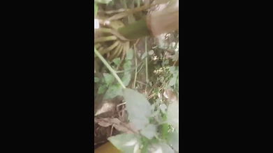 Dehati Desi Bhabhi fucked in jungle