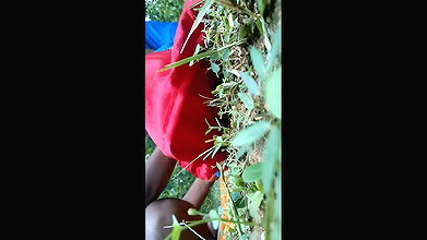 Sexy girl enjoys intimate time with bf in field